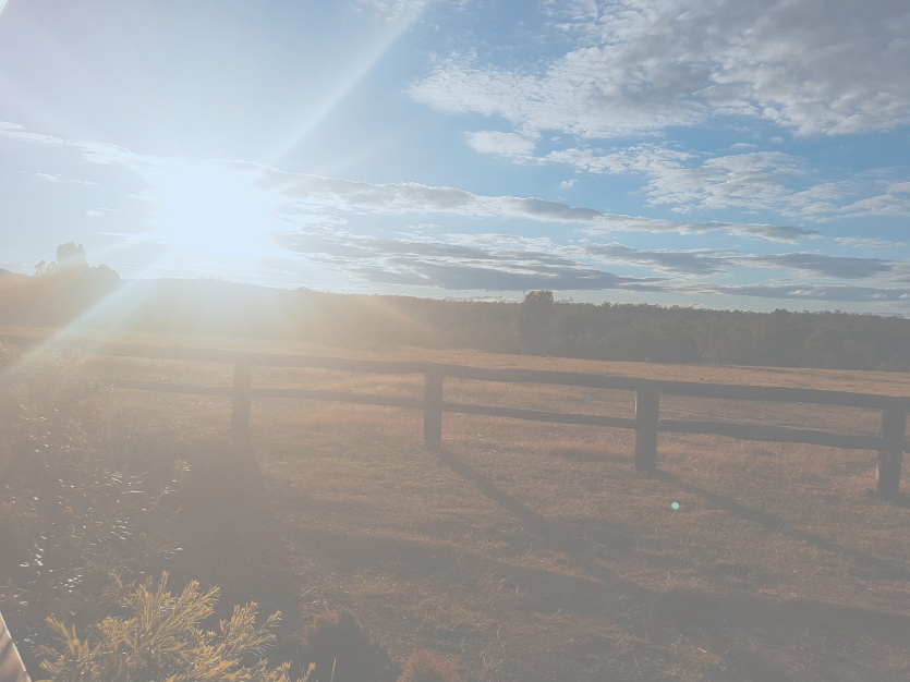 sunny field