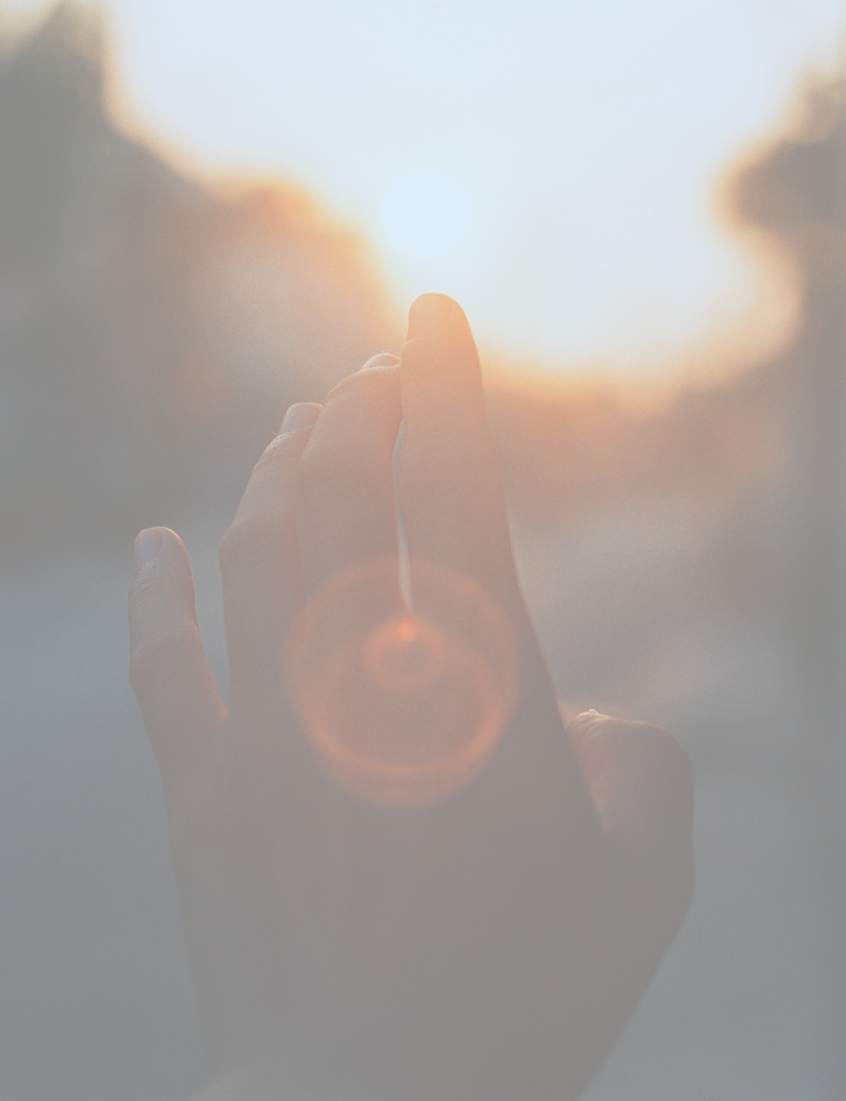 forest with sun rays coming from sky