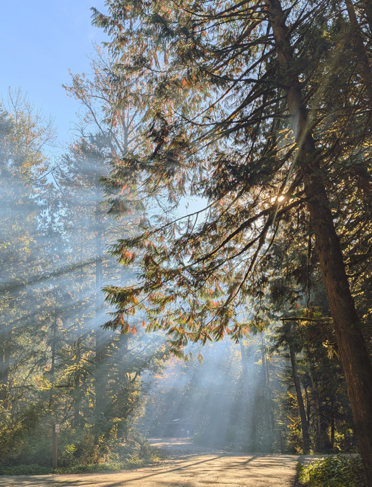 forest with sun rays coming from sky